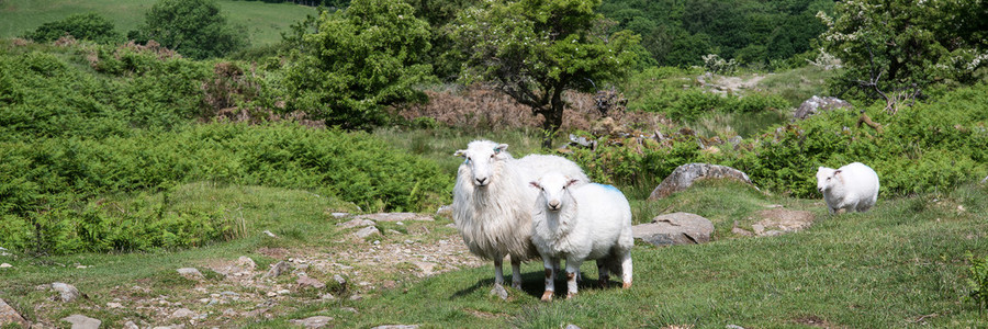 全景景观的苍翠繁茂的乡下的羊