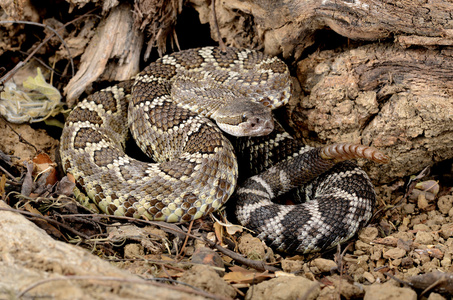 南太平洋响尾蛇CrotalusVirid is Helleri。