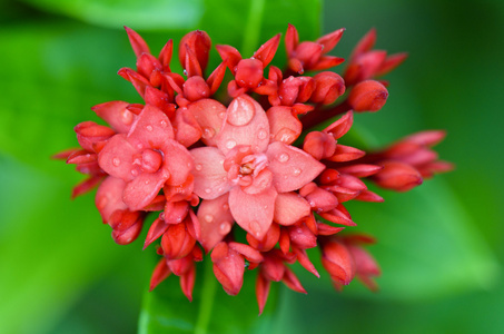 西印度茉莉花红九仙花