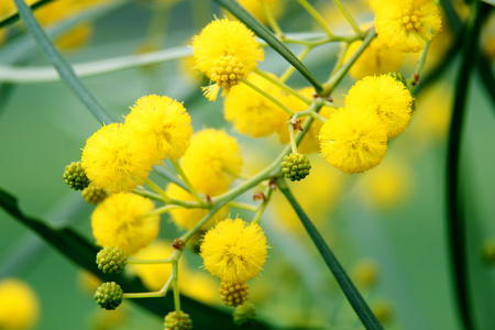 黄色相思 mimosa 树的性质的特写