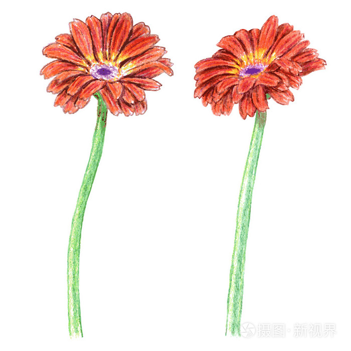 手工绘制的非洲菊