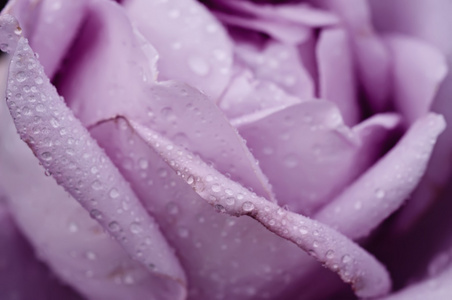 紫玫瑰宏