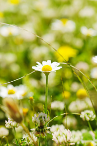 野甘菊花