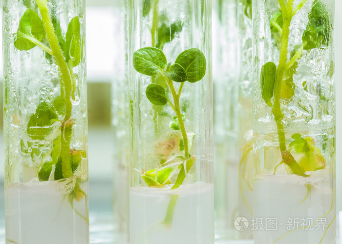 植物的实验室试管马铃薯
