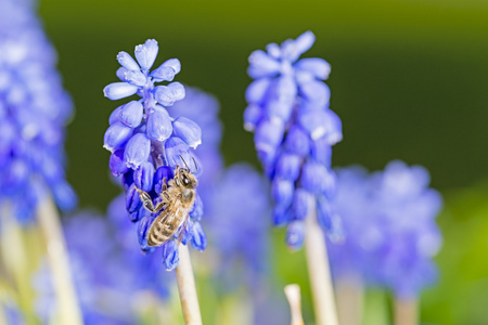 蜜蜂上蓝色的花