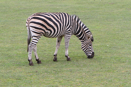 查普曼斑马equus quagga chapmani