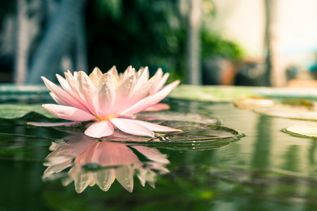 美丽的粉红色睡莲或莲花花，在池塘里