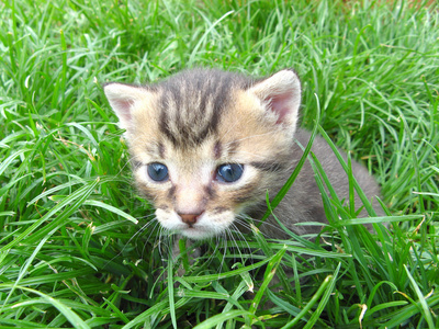 在草地上的猫