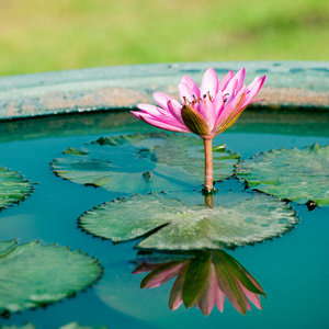 美丽的粉红色睡莲或莲花花，在池塘里