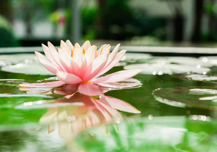 美丽的粉红色睡莲或莲花花，在池塘里