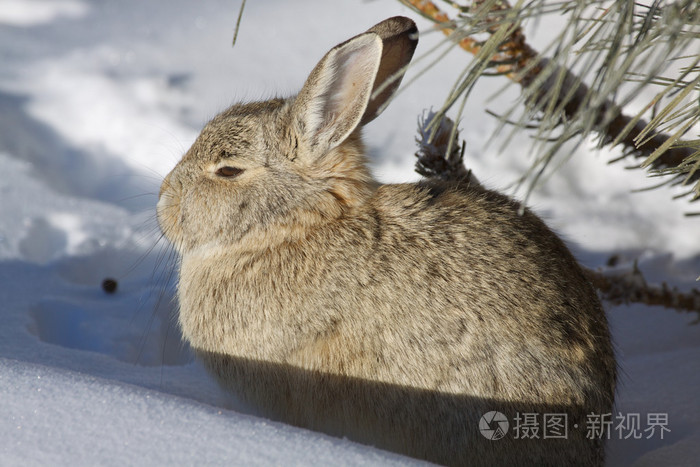 在雪中兔