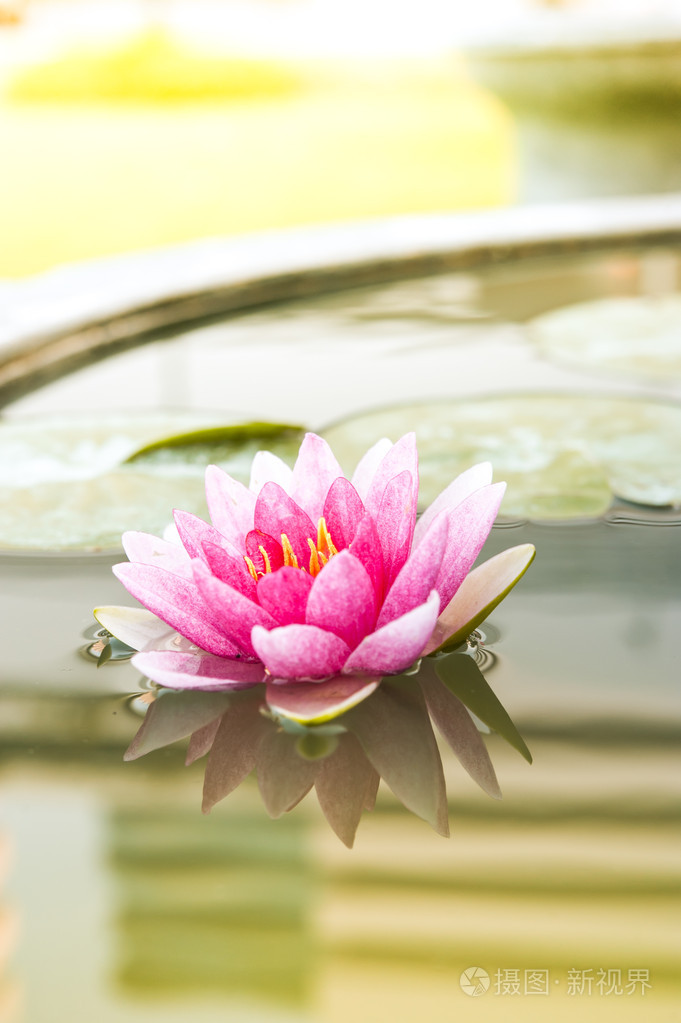 美丽的粉红色睡莲或莲花花在池塘上早上苏