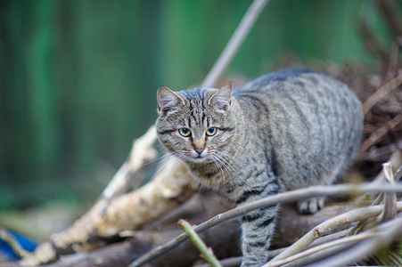 有趣的猫