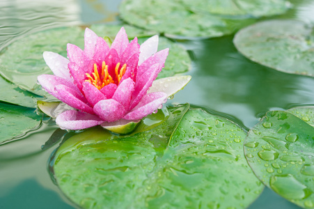 美丽的粉红色睡莲或莲花花，在池塘里