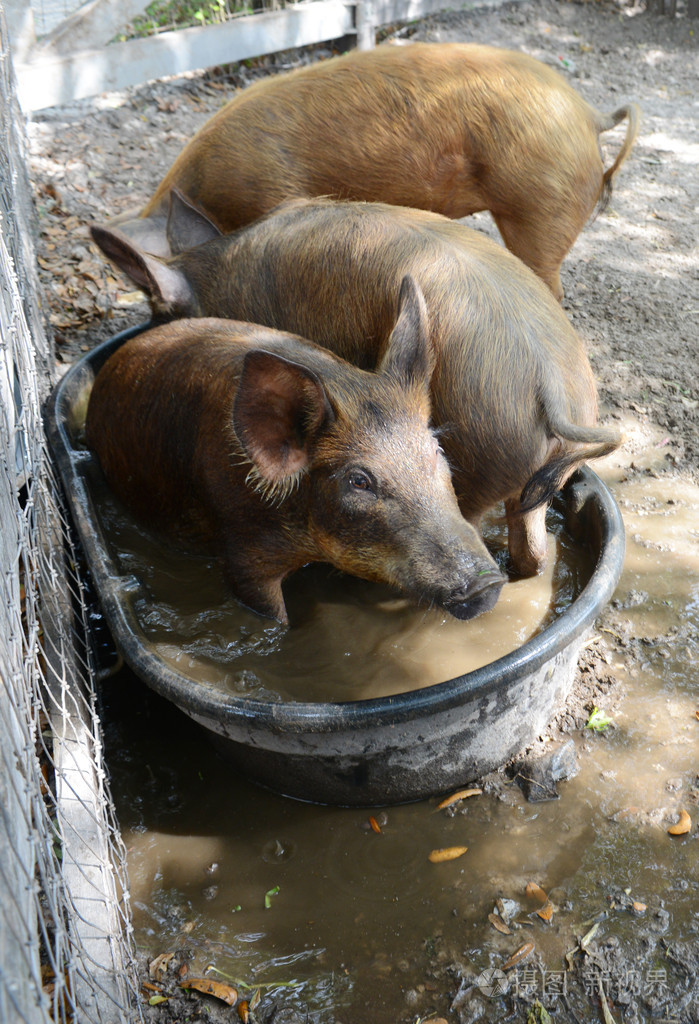 在水中沐浴的猪照片-正版商用图片1fap35-摄图新视界
