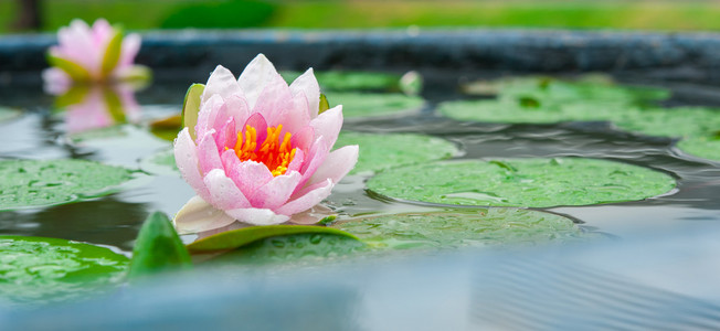 美丽的粉红色睡莲或莲花花，在池塘里