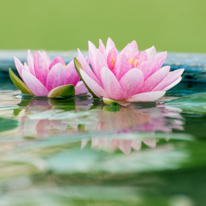 美丽的粉红色睡莲或莲花花，在池塘里