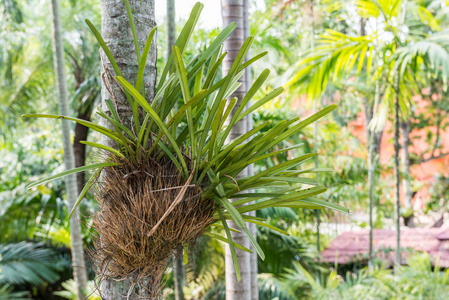 寄生植物图片 寄生植物素材 寄生植物插画 摄图新视界