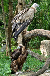 喜马拉雅秃鹫和 cinereous 的秃鹫