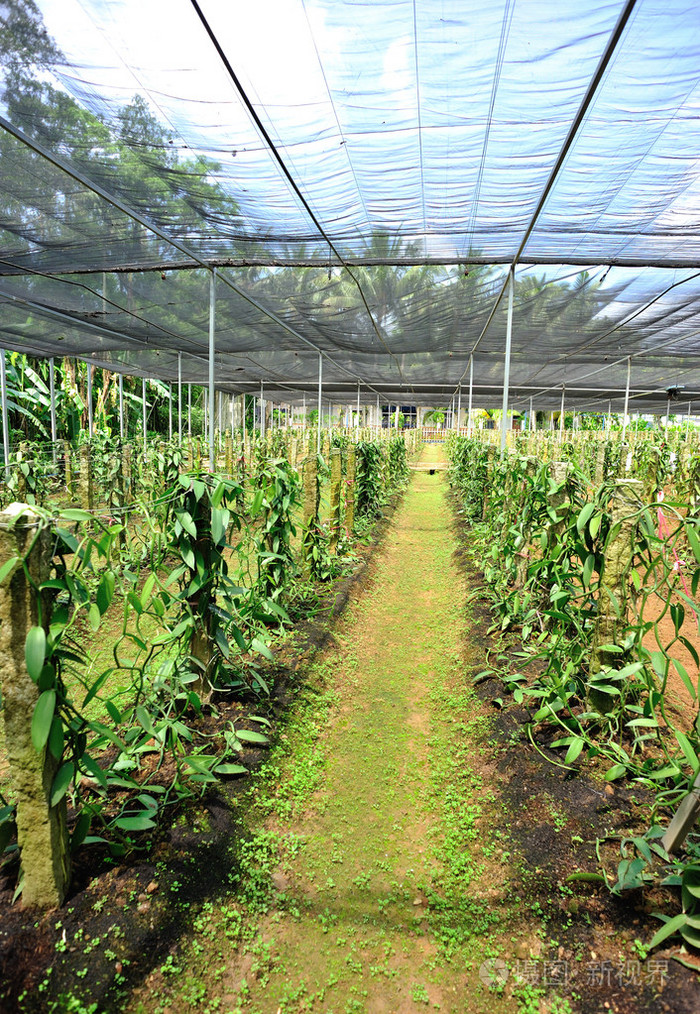 海南香草兰种植基地图片