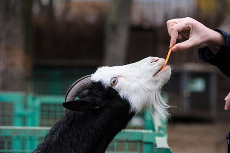山羊吃胡萝卜照片