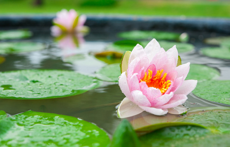 美丽的粉红色睡莲或莲花花，在池塘里