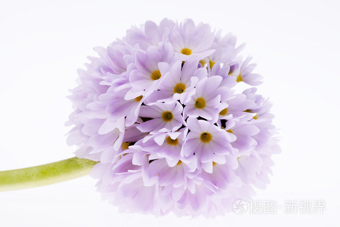单一的丁香迎春花报春属植物在白色背景上孤立照片 正版商用图片1faqh2 摄图新视界