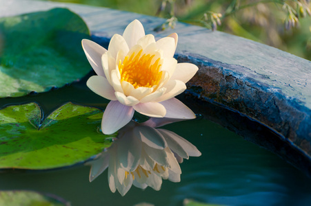 美丽的黄色睡莲或莲花花，在池塘里