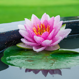 美丽的粉红色睡莲或莲花花，在池塘里