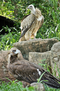 喜马拉雅秃鹫和 cinereous 的秃鹫