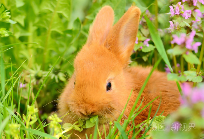 在春天草吃兔子