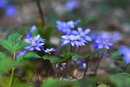 蓝色的花