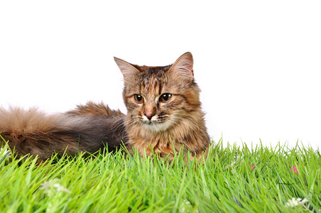 搞笑小猫猫在绿色草地上