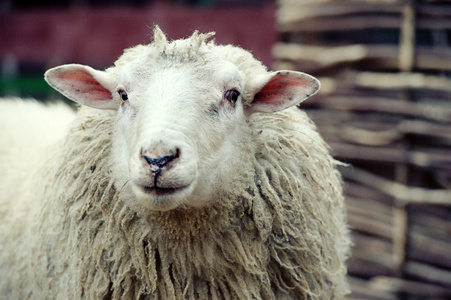羊的肖像