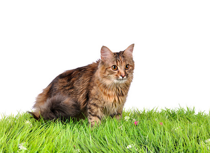 搞笑小猫猫在绿色草地上