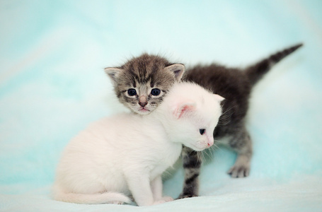 灰色和白色小猫