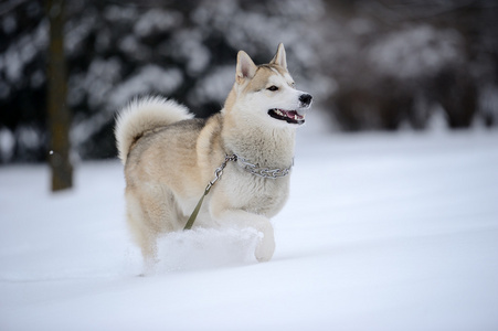 在雪中的西伯利亚爱斯基摩狗