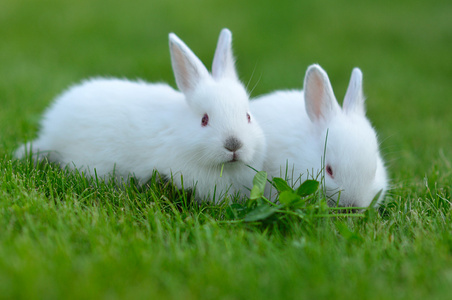 兔子婴儿白兔子在草丛中在草丛中的有趣的婴儿白色兔子在草丛中的有趣
