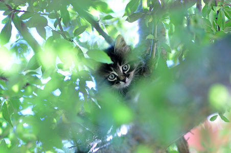 一棵树上的搞笑小猫