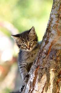 一棵树上的搞笑小猫