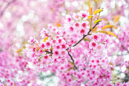 粉红色的花 sakura 的泰国