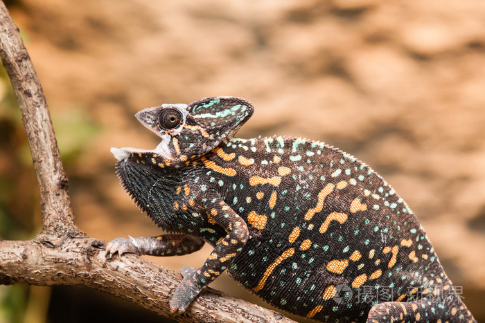 高冠的变色龙蜥蜴