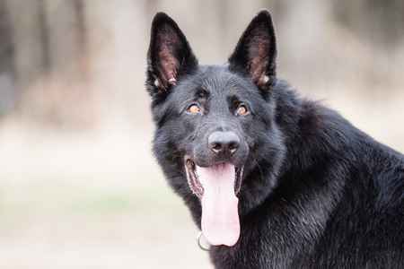 牧羊犬黑白色图片