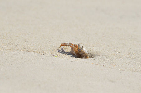 蟹从也门的索科特拉岛上的一件貂皮望出去
