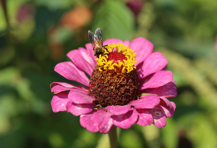 粉红色的百合草花和蜂     ailuropoda melanoleuca 