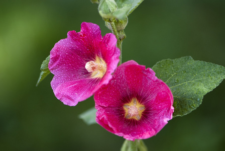 紫锦葵属植物花