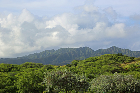 瓦胡岛的绿化景观