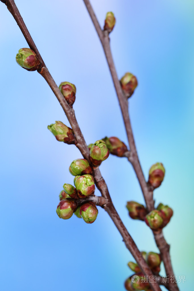 在明亮的背景上的叶芽