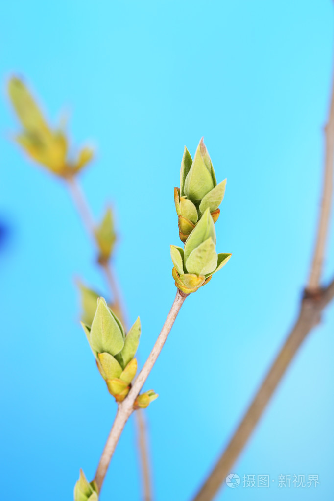 在蓝色背景上的叶芽