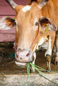 褐色的泰国母牛，它嘴里吃草
